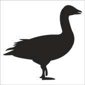 ÖRDEK FOLYO STİCKER thumbnail 1