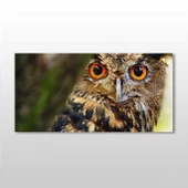 Baykuş Kanvas Tablo thumbnail 1