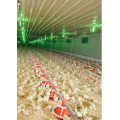 129 LU BILDIRCIN KEKLİK YUMURTASI KULUÇKA GELİŞİM VİYOLÜ - 2