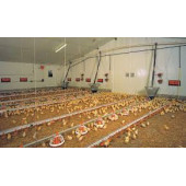 54 LÜ TAVUK YUMURTASI KULUÇKA GELİŞİM VİYOLÜ - 3