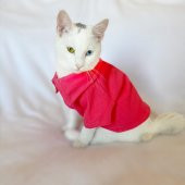 RL Pink Navy Polo Yaka Tişört Kedi Kıyafeti  Kedi Elbisesi - 5