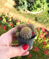 Mammillaria Prolifera  -  Çiçek Açan Kaktüs - 1
