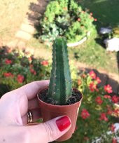 Chamaecereus Silvestrii Hybrid - Turuncu Çiçek Açan Kaktüs - 1