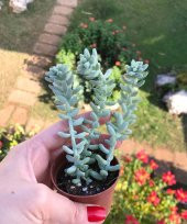 Sedum Morganianum - Eşek Kuyruğu Sukulent - 1