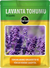 LAVANTA ÇİÇEĞİ TOHUMU 30 ADET - 1