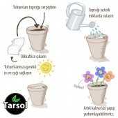 KÜPELİ ÇİÇEĞİ TOHUMU 30 ADET - 2