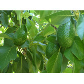 Çiftlik Park İlaçsız Avakado Yaprağı 250 gr thumbnail 3