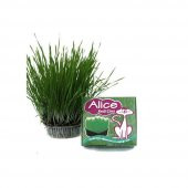 Alice Kedi Çimi - 1