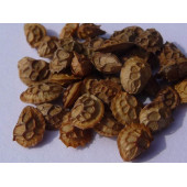 Agrobazaar Korunga Tohumu Korunga Yem Bitkisi Tohumu 5 KG - 3