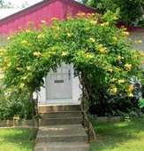 Borazan Çiçeği Campsis Radicans Sarı Acem Borusu Fidanı 40-60 cm - 3