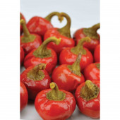 Agrobazaar ACI AKİRAZ (CHERRY) BİBER 10+ TOHUM - 2