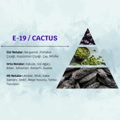 David Walker CACTUS E19 50ML Ferah&Odunsu Erkek Parfüm thumbnail 3