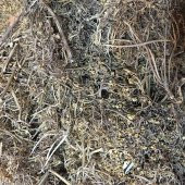 BenimAktar Kara Mürver Çiçeği 1 Kg - 2