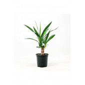 Yucca Jawel Çiçeği Yukka Bitkisi Yuka Çelik Gövde 40 50 Cm - 1