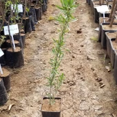 Saksıda, Nadir İri Taneli Siyah Gojiberry Fidanı - 3