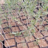 Saksıda, Nadir İri Taneli Siyah Gojiberry Fidanı - 4