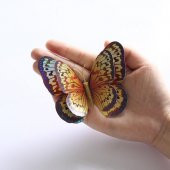 ÇİFT KANATLI KELEBEK ÖZEL KELEBEKLER YENİ MODEL 3D DUVAR VE BUZDOLABI 12Lİ STİCKER ÜÇ BOYUTLU CANLI - 7