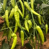 Biber Yalova Çarliston Tohumu 10 gr 1 Adet - 2