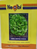Arapsaçı Kıvırcık Marul Tohumu 10 gr - 2
