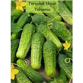 Turşuluk Hıyar Tohumu 10 gr 1 Adet - 1