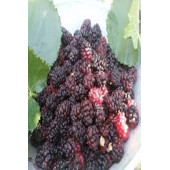 Urmu dutu(ekşi karadut) pekmezi net 750 gr - 5