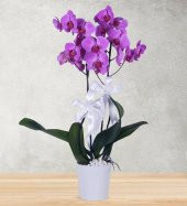 Çiçek Coşturan Özel Orkide Bitki Bakım Besini 600 ML. - 2