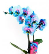 Çiçek Coşturan Özel Orkide Bitki Bakım Besini 600 ML. - 4