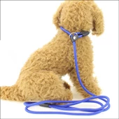 Köpek Boğma Eğitim Tasması Orta Irk 1 Cm - 7
