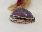 Hdmarketim Dekoratif  Doğal Deniz Kabuğu Masa Süsü Kemer Yazılı - 3