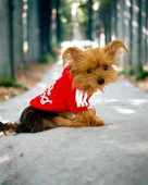 Red Adidog Kapşonlu Sweatshirt Köpek Kazağı - 3