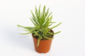 Senecio Barbertonicus Himalaya - 20 ADET SUKULENT - 1