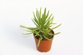 Senecio Barbertonicus Himalaya - 20 ADET SUKULENT - 3