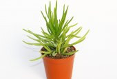 Senecio Barbertonicus Himalaya - 20 ADET SUKULENT - 4