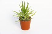 Senecio Barbertonicus Himalaya - 20 ADET SUKULENT - 5