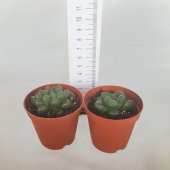 Haworthia Cooperi Sukulent Özel Çeşit (5.5 Luk Saksıda) - 5