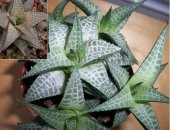 Haworthia Venosa Tessellata Sukulent(5.5 Luk Saksıda) - 1