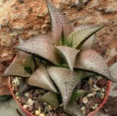 Haworthia Venosa Tessellata Sukulent(5.5 Luk Saksıda) - 2