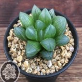 Haworthia Cooperi Sukulent Özel Çeşit (5.5 Luk Saksıda) - 2