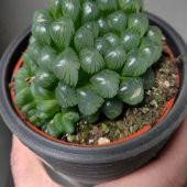 Haworthia Cooperi Sukulent Özel Çeşit (5.5 Luk Saksıda) - 3