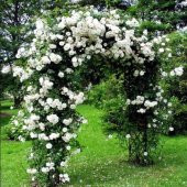 Doğal Kokulu Yediveren Beyaz Sarmaşık Gül Tohumu (5 Tohum) - 1