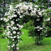 Doğal Kokulu Yediveren Beyaz Sarmaşık Gül Tohumu (5 Tohum) - 3