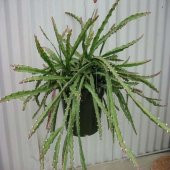Lepismium Cruformis Red Kaktüs Sarkan Sepetler İçin - 3
