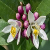 Yediveren Limon Tohumu (3 tohum) - 3