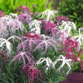 Dianthus Superbus Rose Bol Kokulu Karanfil Çiçeği Tohumu(100 adet) - 4