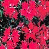 Dianthus Superbus Red Bol Kokulu Karanfil Çiçeği Tohumu(100 adet) - 1