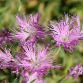 Dianthus Superbus Rose Bol Kokulu Karanfil Çiçeği Tohumu(100 adet) - 1