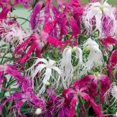 Dianthus Superbus Rose Bol Kokulu Karanfil Çiçeği Tohumu(100 adet) - 2