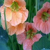Tropaeolum Single Apricot Latin Çiçeği Tohumu (10 adet) - 1