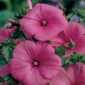 Lavatera Trimestris Regis Carmine Pamuk Çiçeği Tohumu(50 tohum) - 1