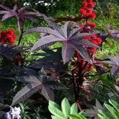 Kırmızı Kene(Castor Bean) Çiçeği Tohumu(5 tohum) - 8
